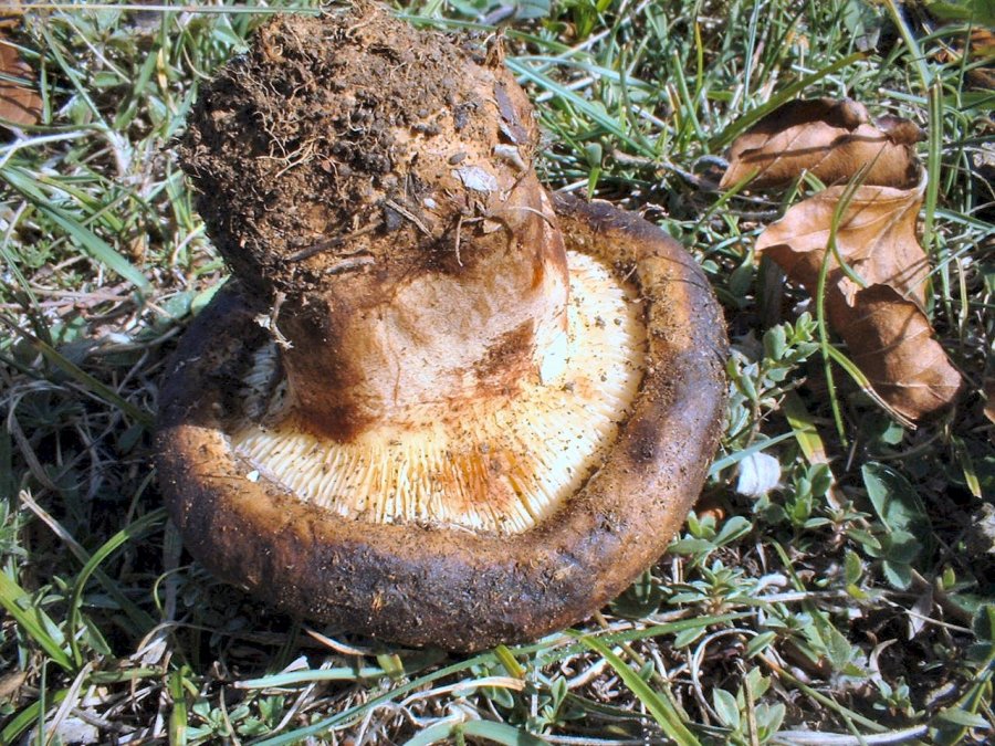 paxillus involutus